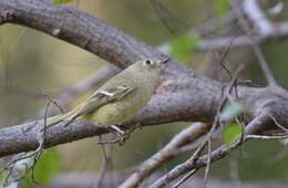 Image of goldcrests and kinglets