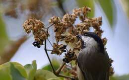 Image of Carolina Chickadee