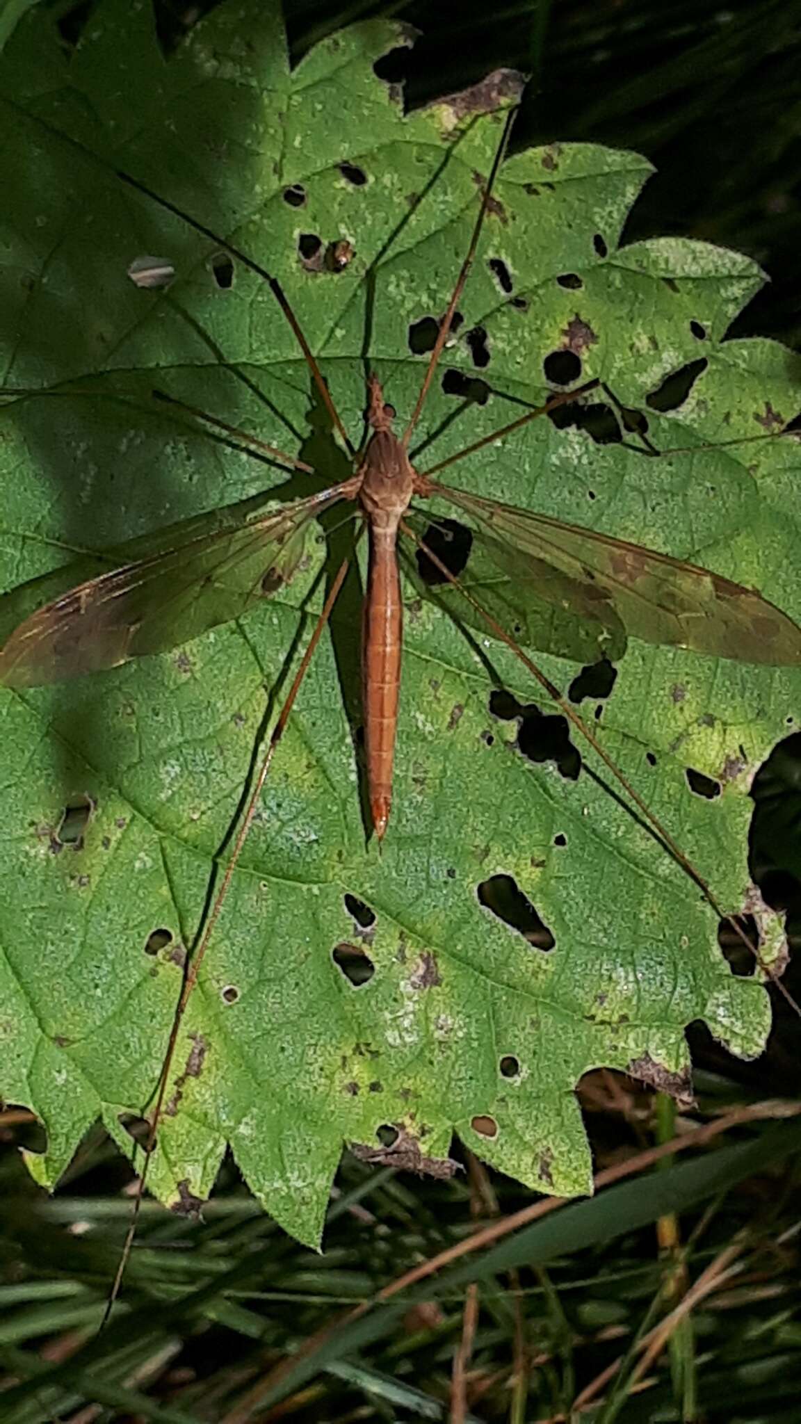 Tipula (Acutipula) fulvipennis De Geer 1776 resmi