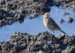 Image of American Pipit