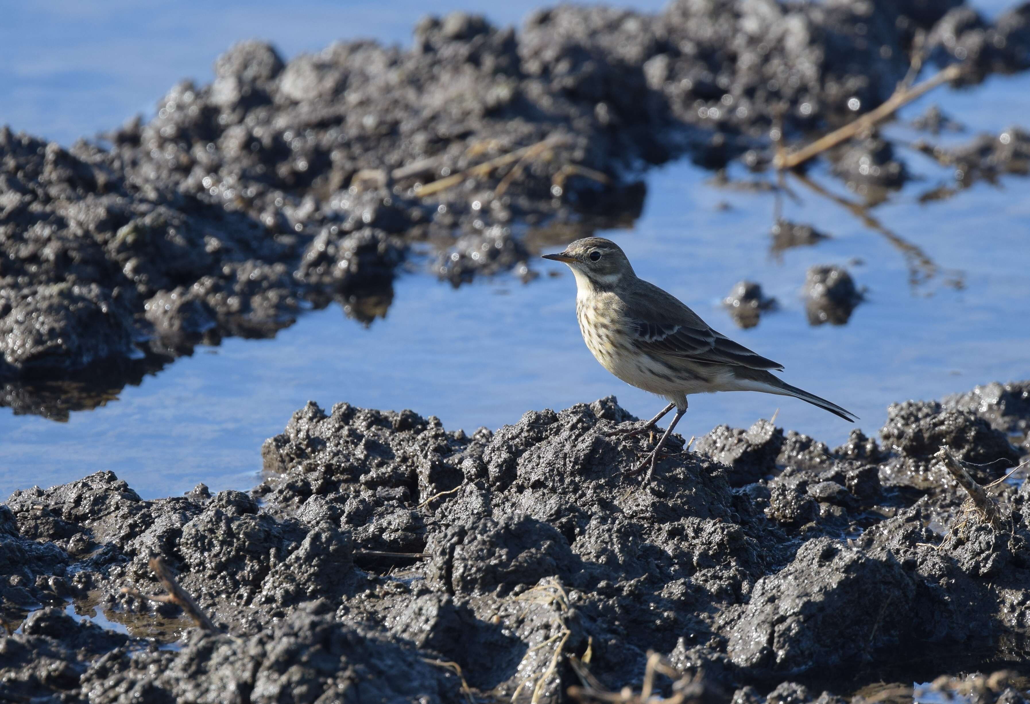 Image of American Pipit