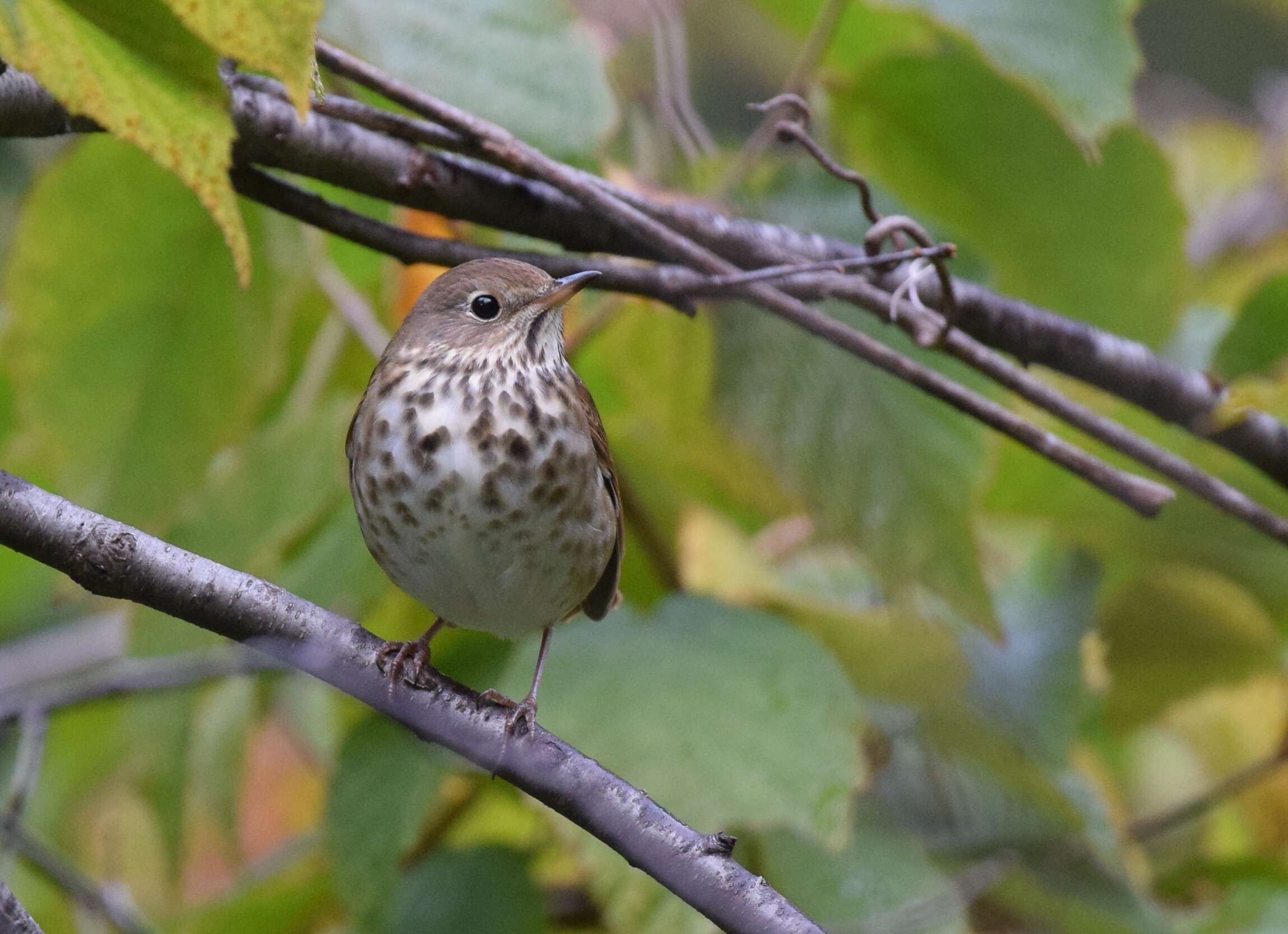 Image of Hermit Thrush