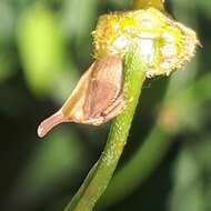 Image of Enchenopa gracilis Germar