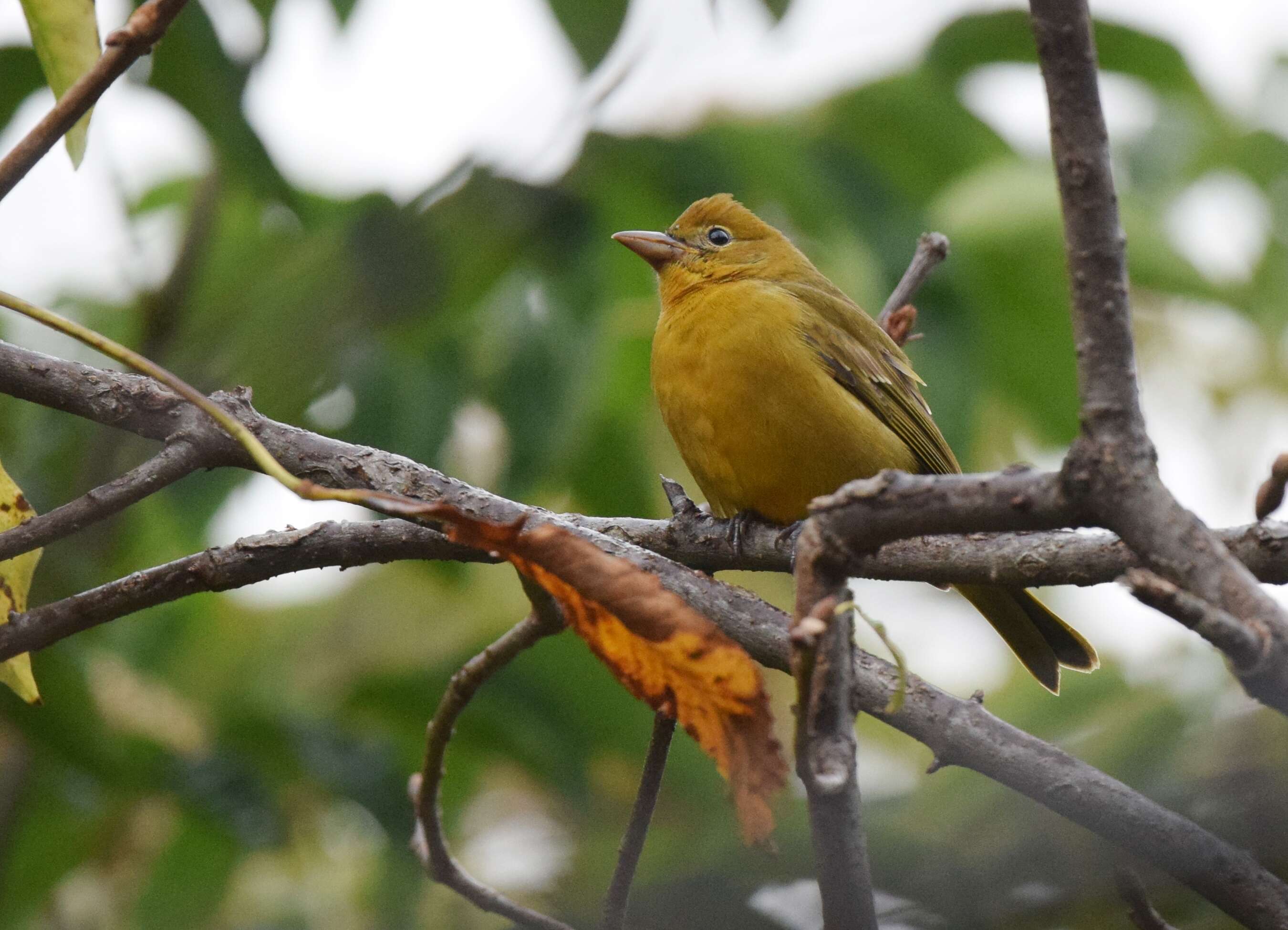 Image of Summer Tanager