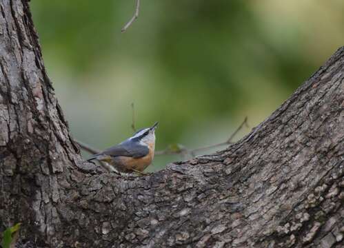 Image of Red-breasted Nuthatch