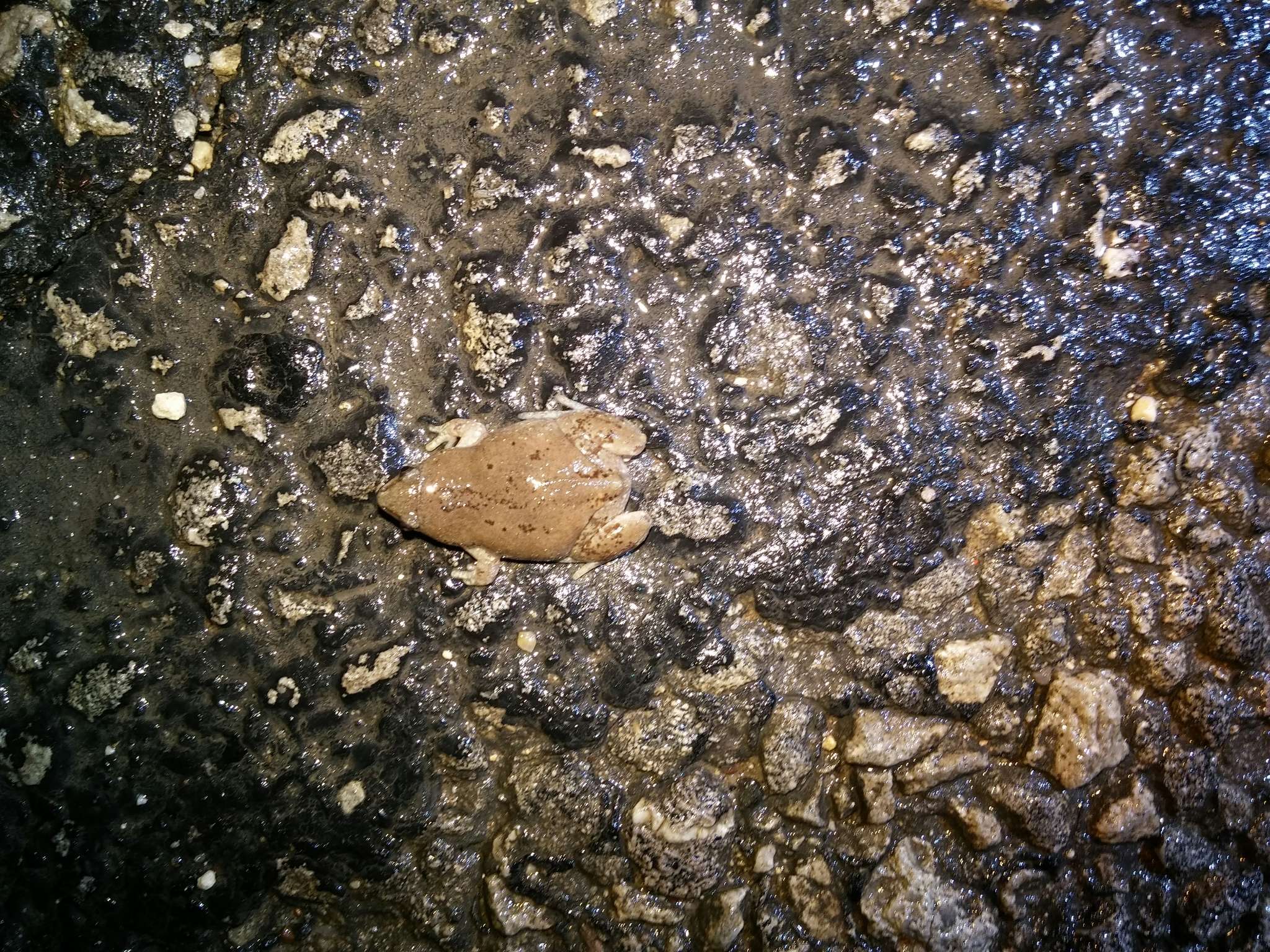 Image of Great Plains Narrowmouth Toad