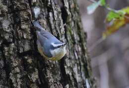 Image of Red-breasted Nuthatch