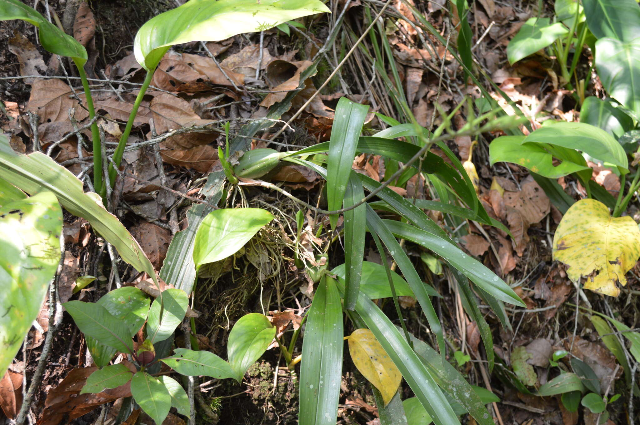 Image of Warty Brassia