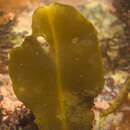 Image of Axillariella constricta