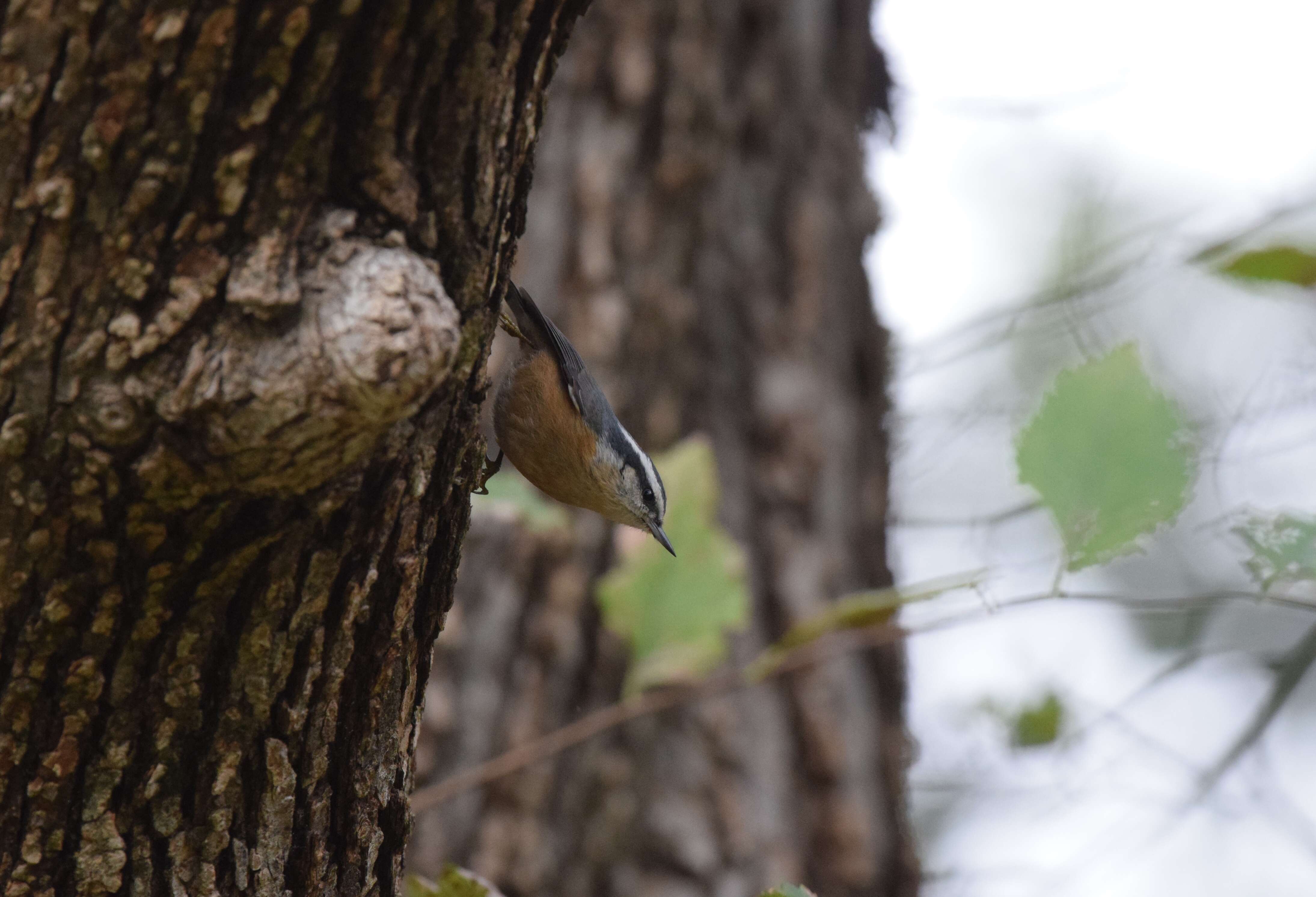 Image of Red-breasted Nuthatch