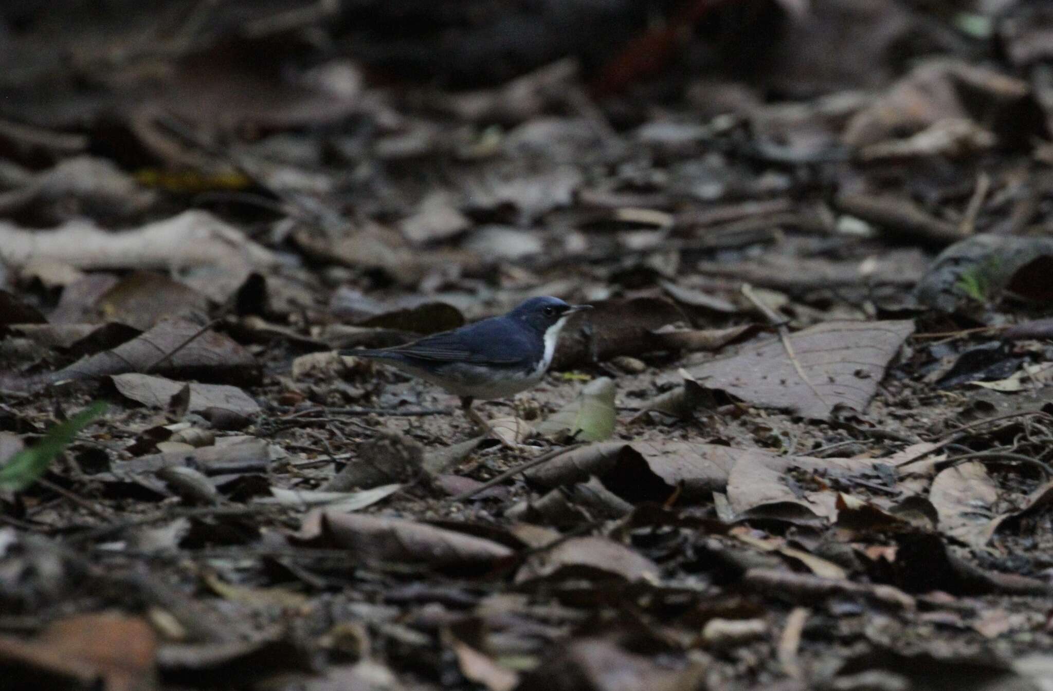 Image of Siberian Blue Robin