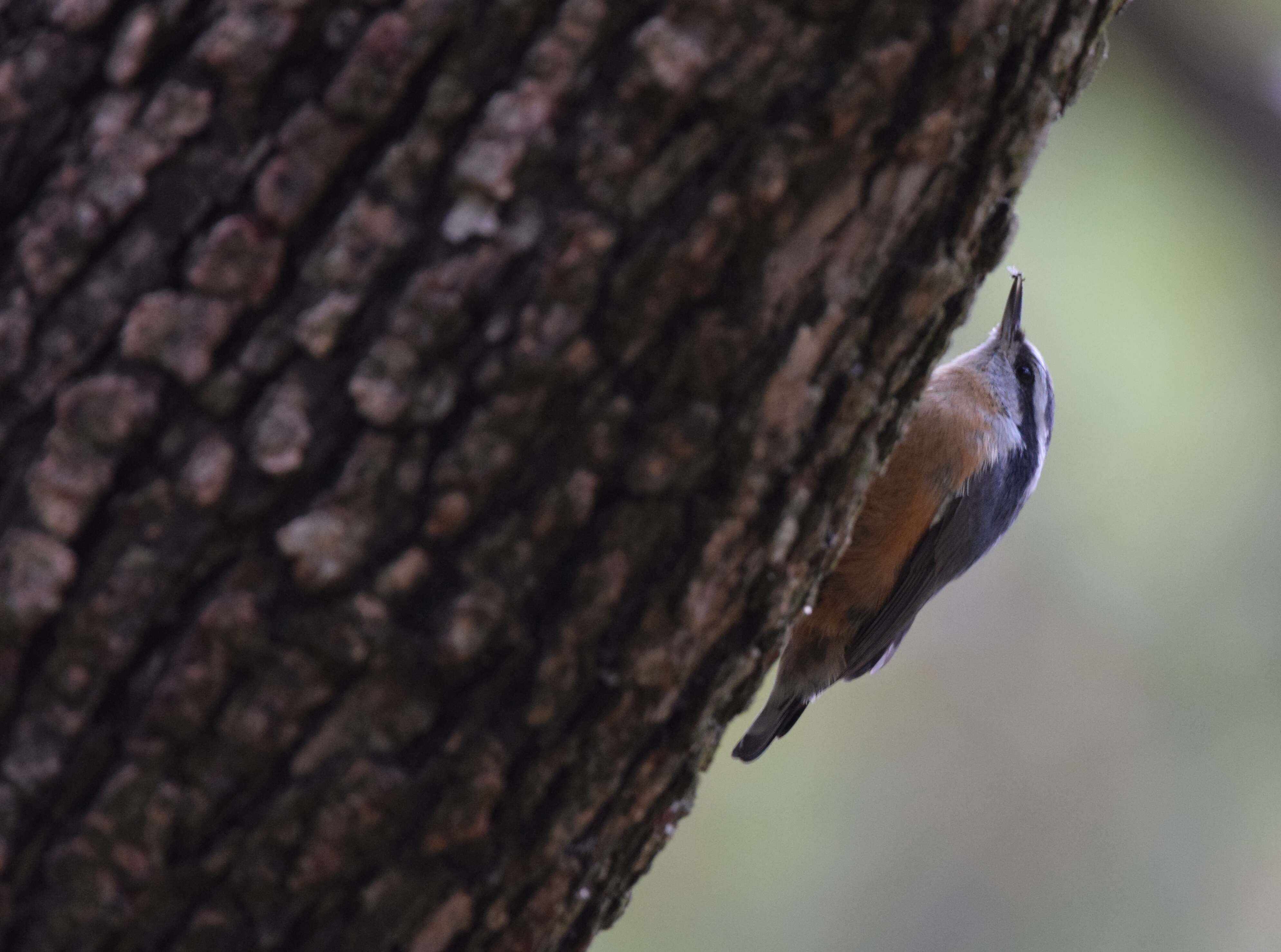 Image of Red-breasted Nuthatch