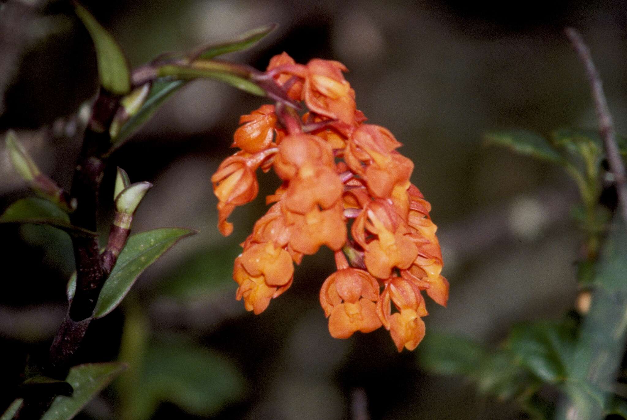 Image of Epidendrum ardens Kraenzl.