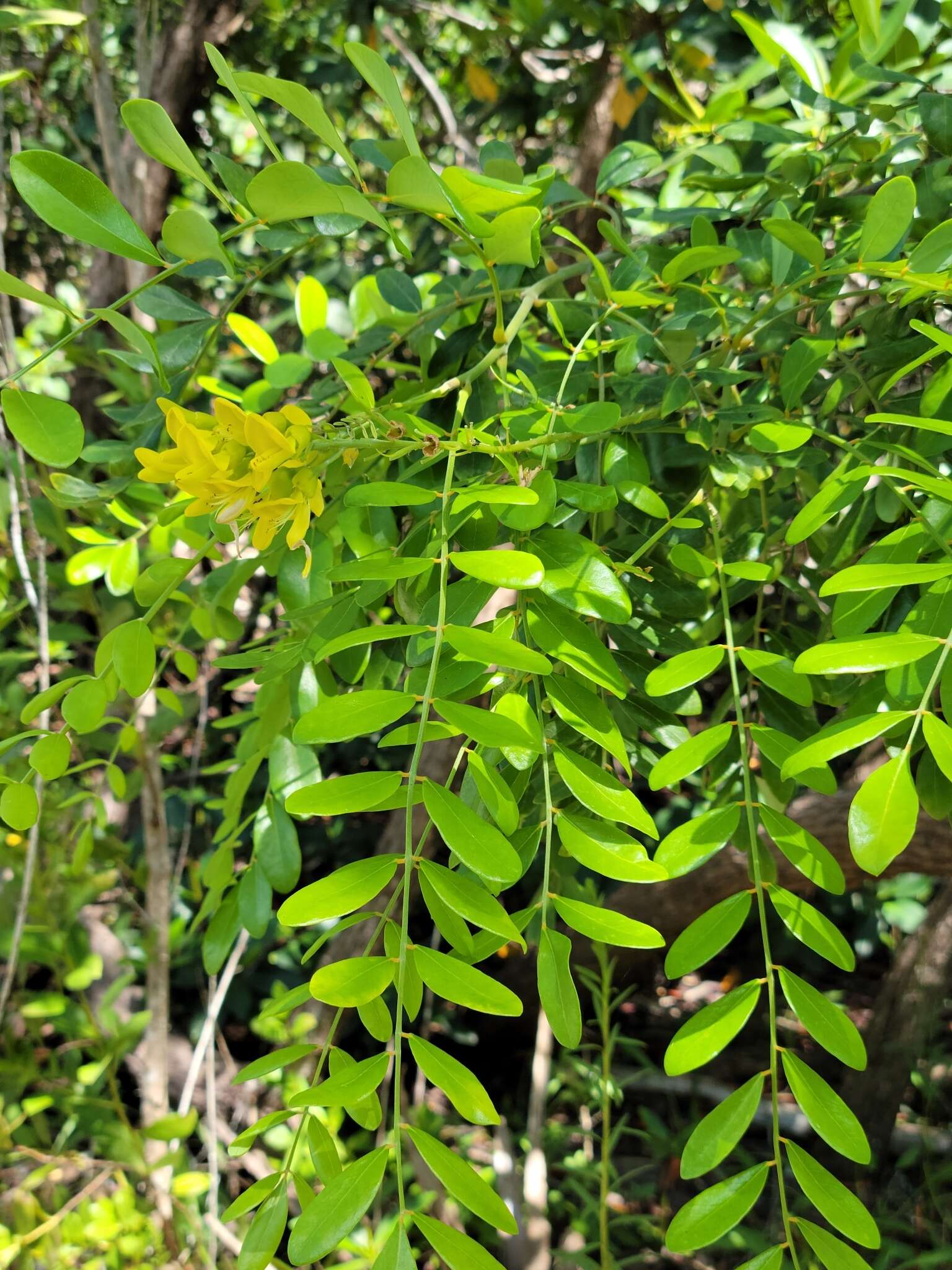 Image of yellow necklacepod