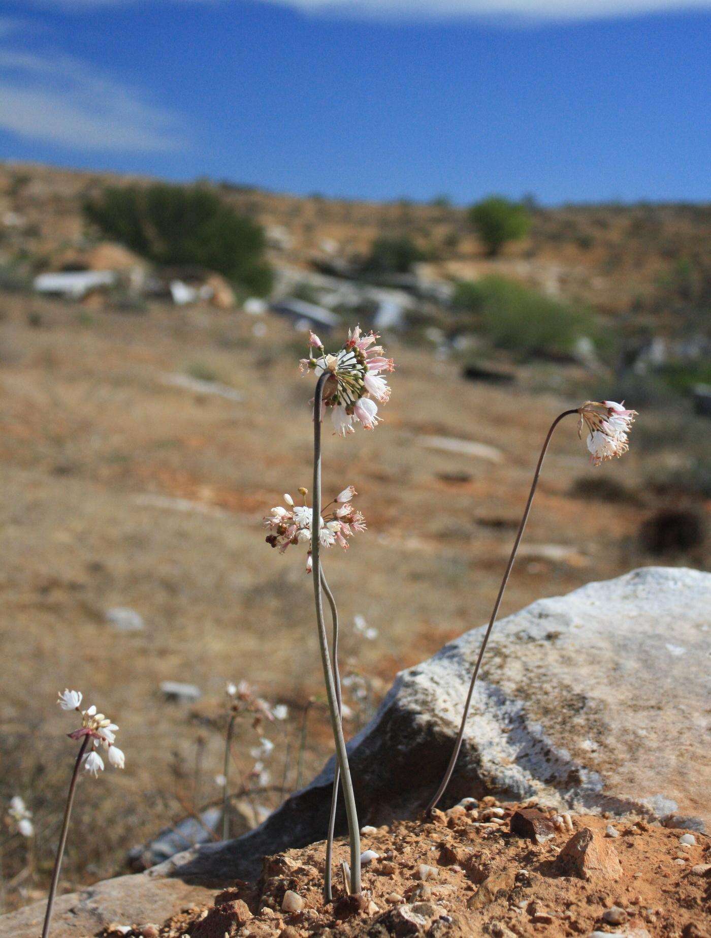 Image of Strumaria truncata Jacq.