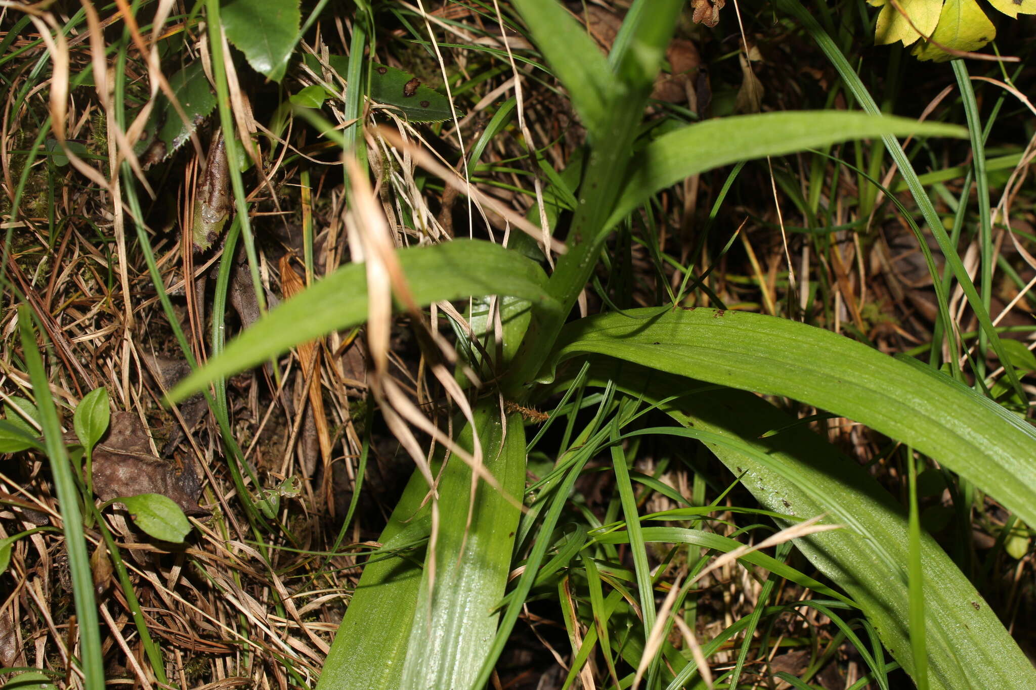 Image of Thurber's Bog Orchid