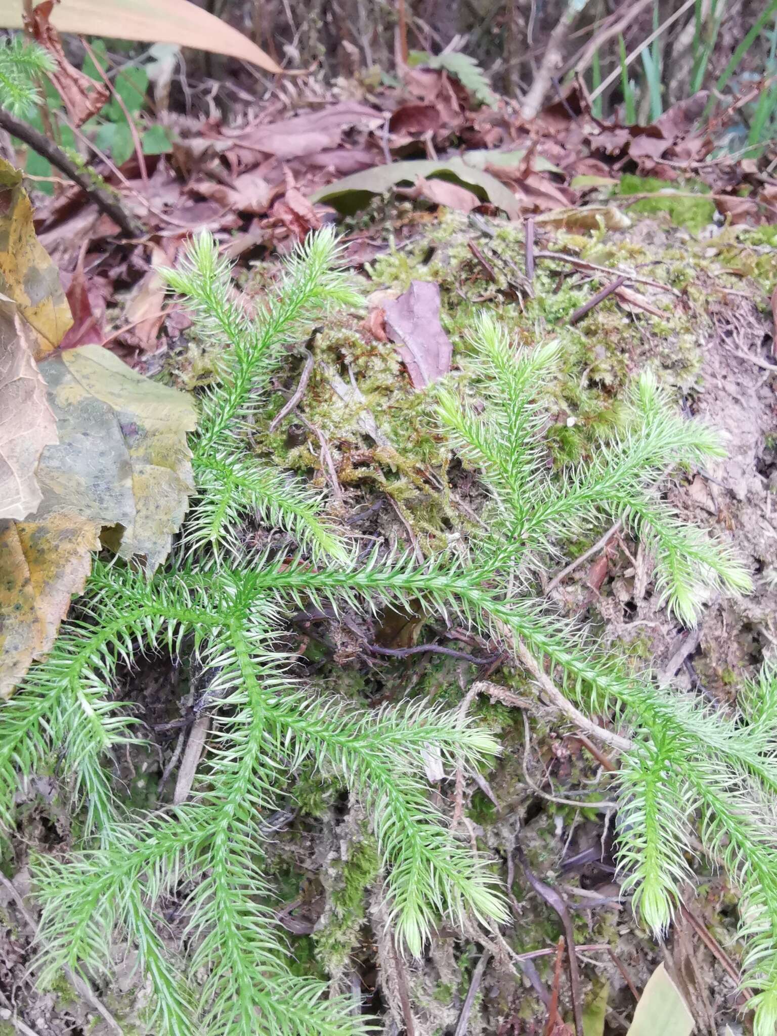 Image of Lycopodium japonicum Thunb. ex Murray