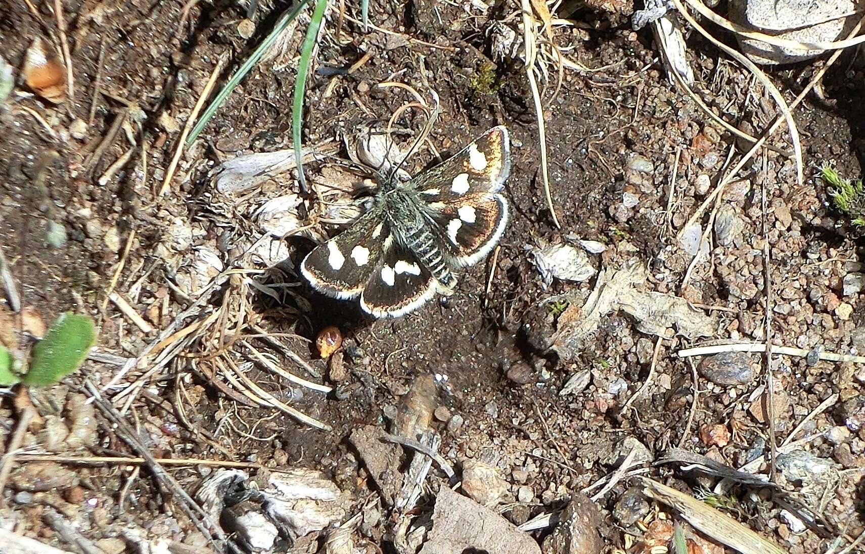 Imagem de Eurrhypis pollinalis