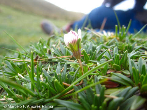 Image of Gentianella limoselloides (Kunth) Fabris