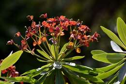 Euphorbia atropurpurea Brouss. ex Willd. resmi