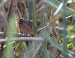 Image of Sedge Wren