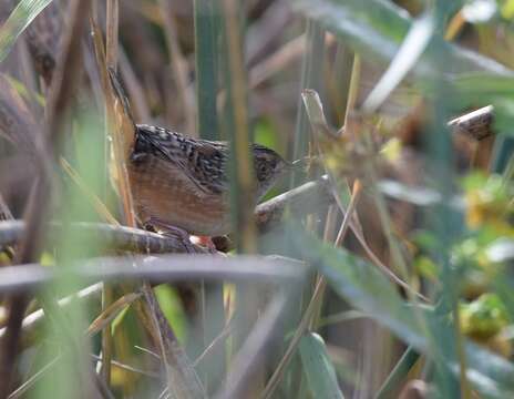 Image of Sedge Wren