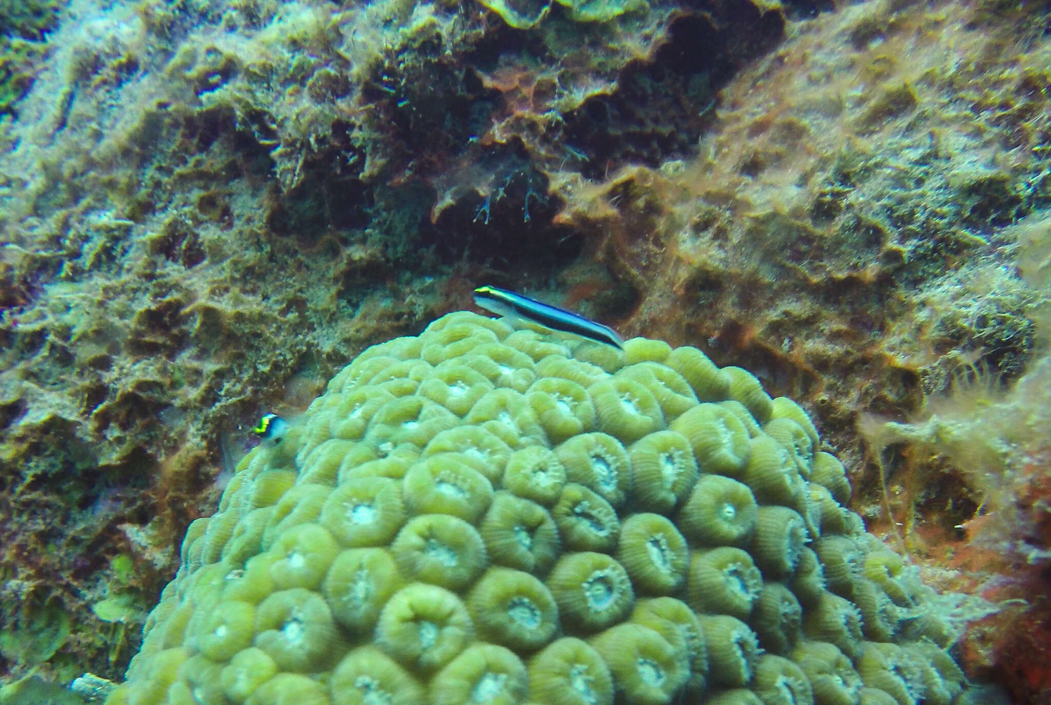 Image of Shark nose goby