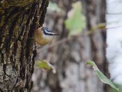 Image of Red-breasted Nuthatch