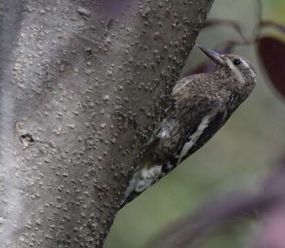 Image of Sapsucker