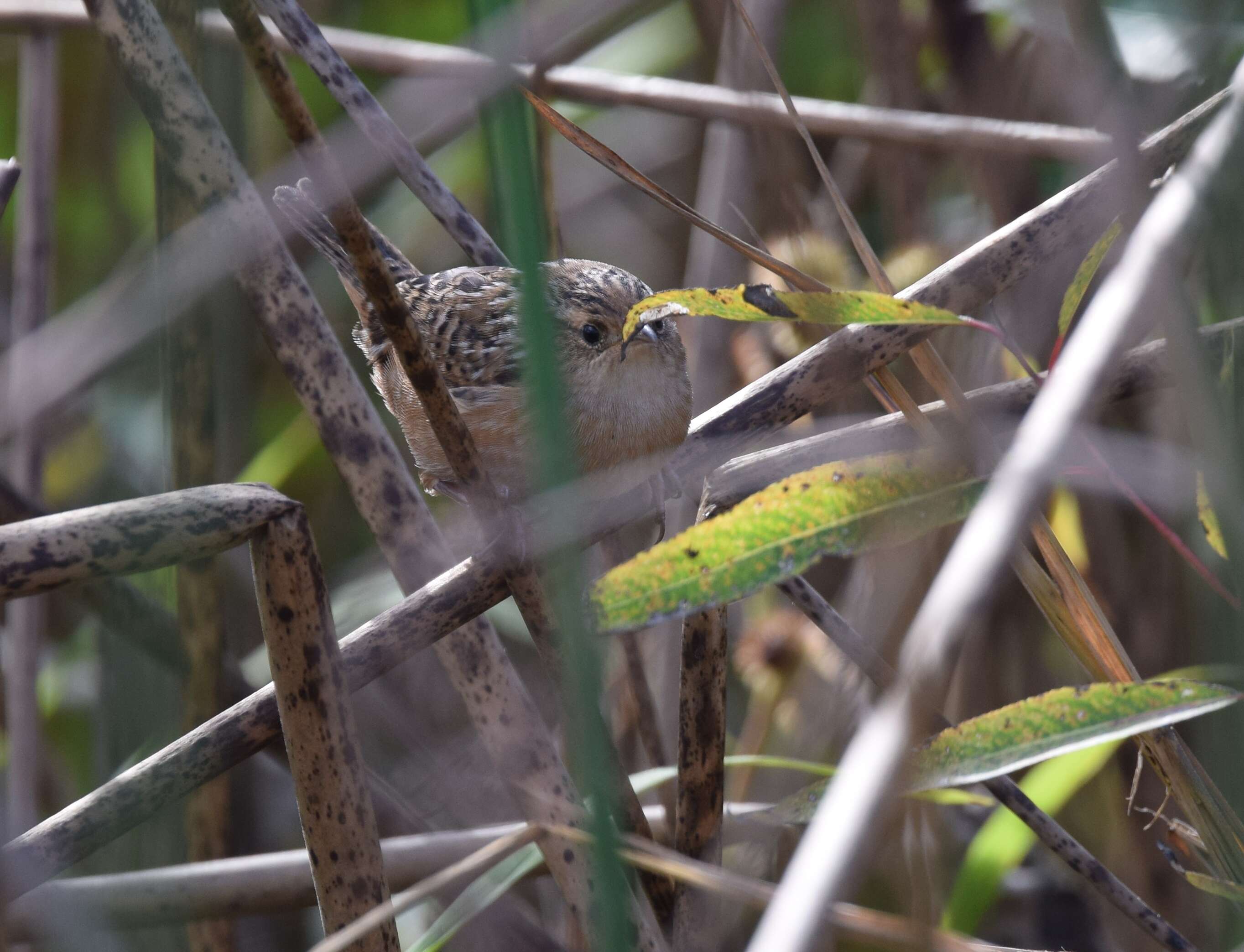 Image of Sedge Wren