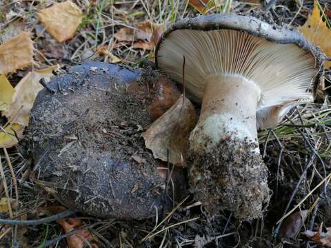 Image of Russula adusta (Pers.) Fr. 1838