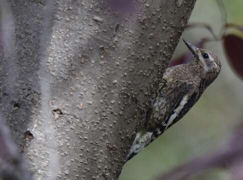 Image of Sapsucker