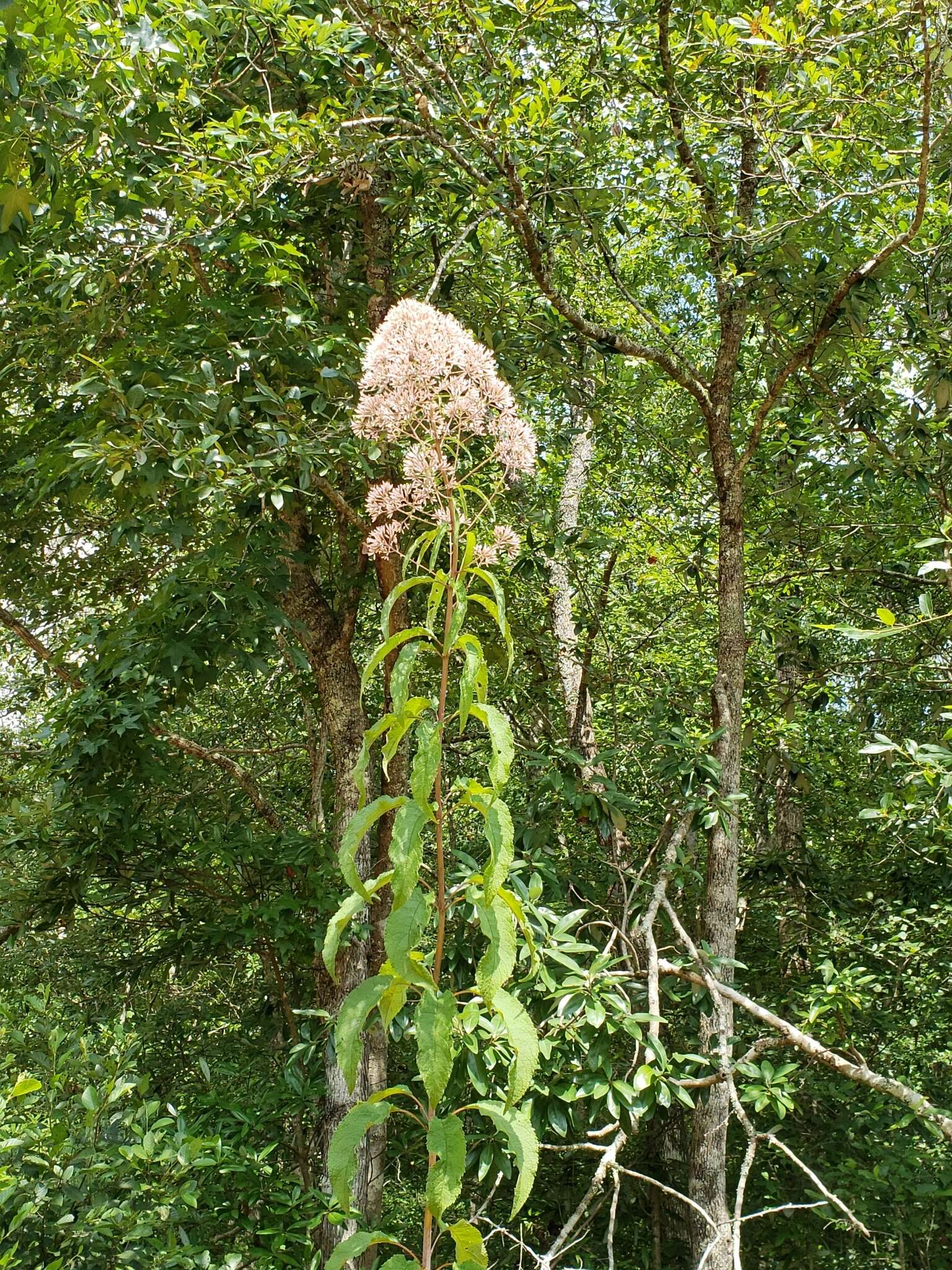 Image of queen of the meadow