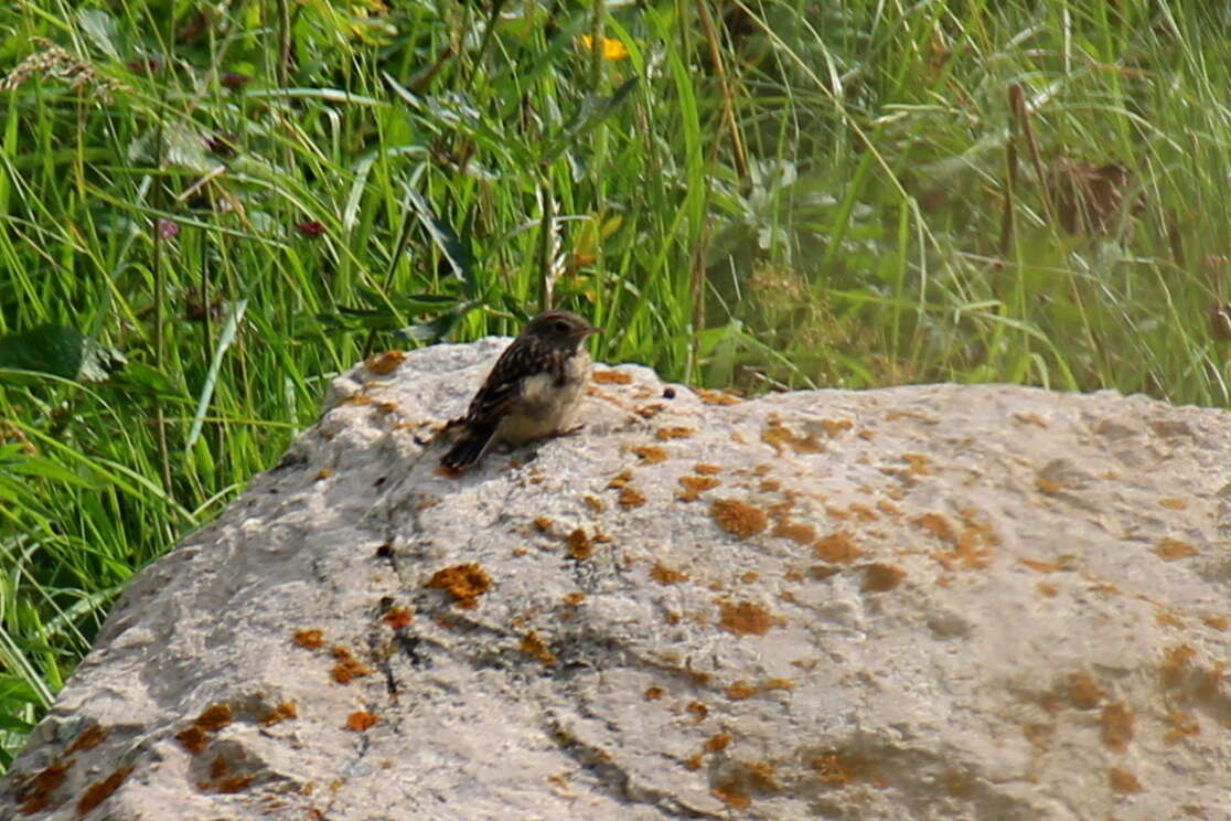 Saxicola maurus variegatus (Gmelin & SG 1774) resmi