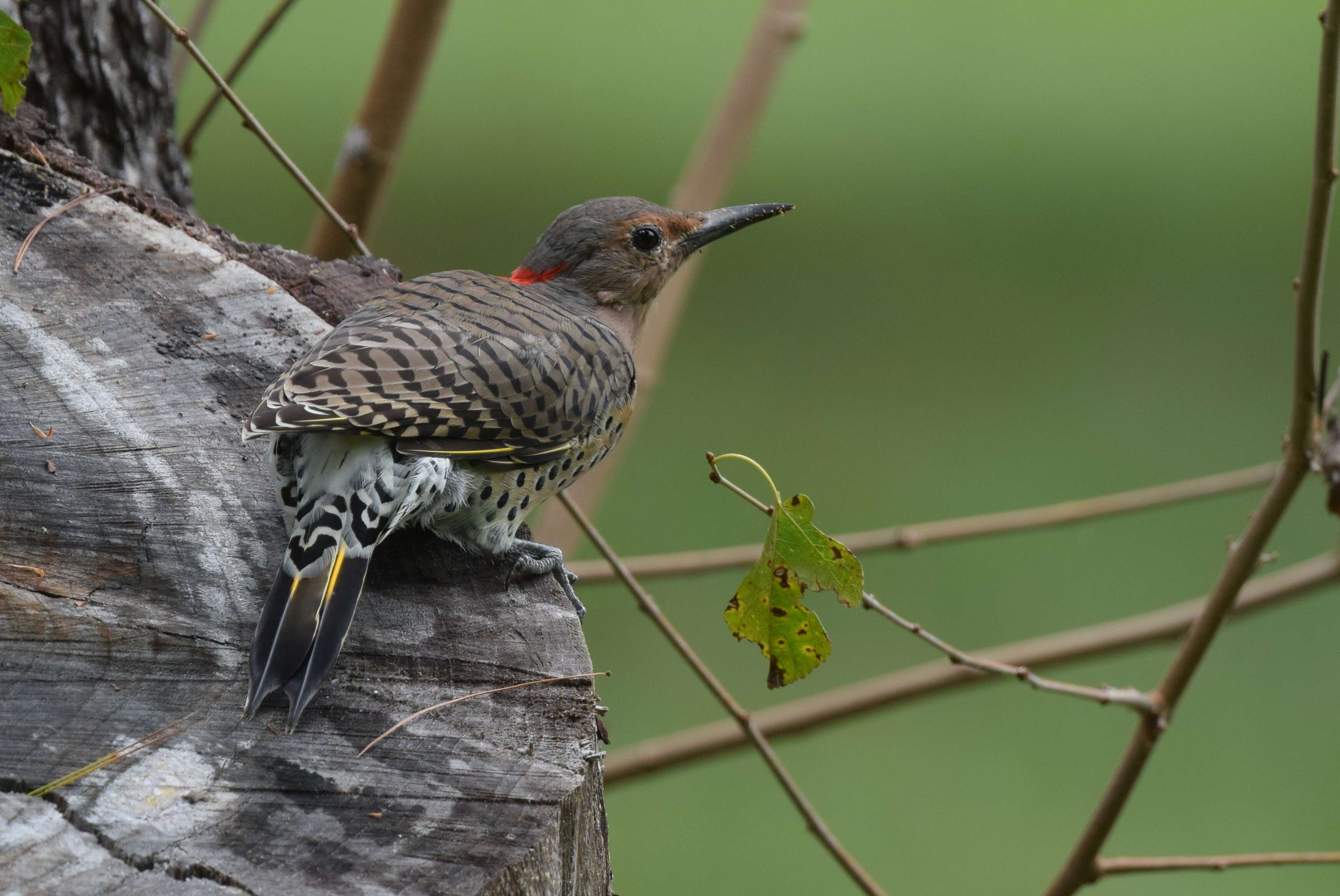 Image of Northern Flicker