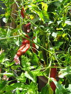 Image of cayenne pepper
