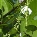 Image of Dioscorea wallichii Hook. fil.