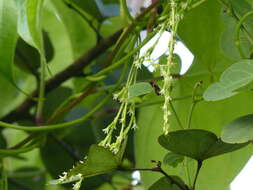 Image of Dioscorea wallichii Hook. fil.