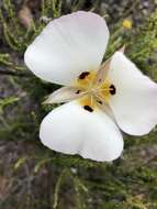 Image of Dunn's mariposa lily