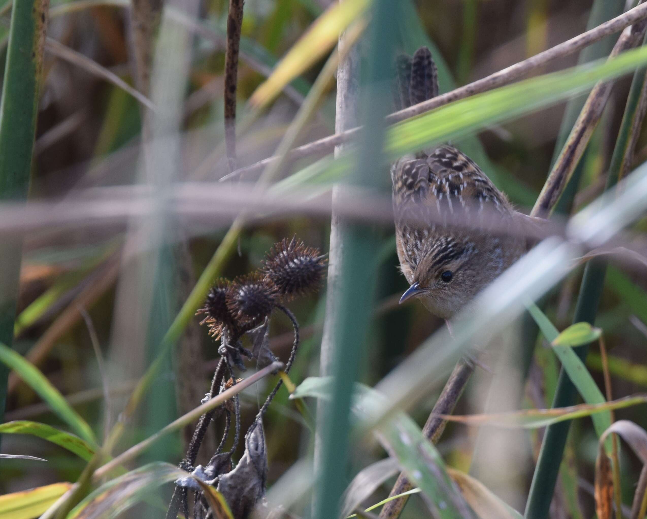 Image of Sedge Wren