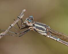 Image of Austrolestes aridus (Tillyard 1908)