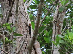 Image of Tropical Thornytail Iguana