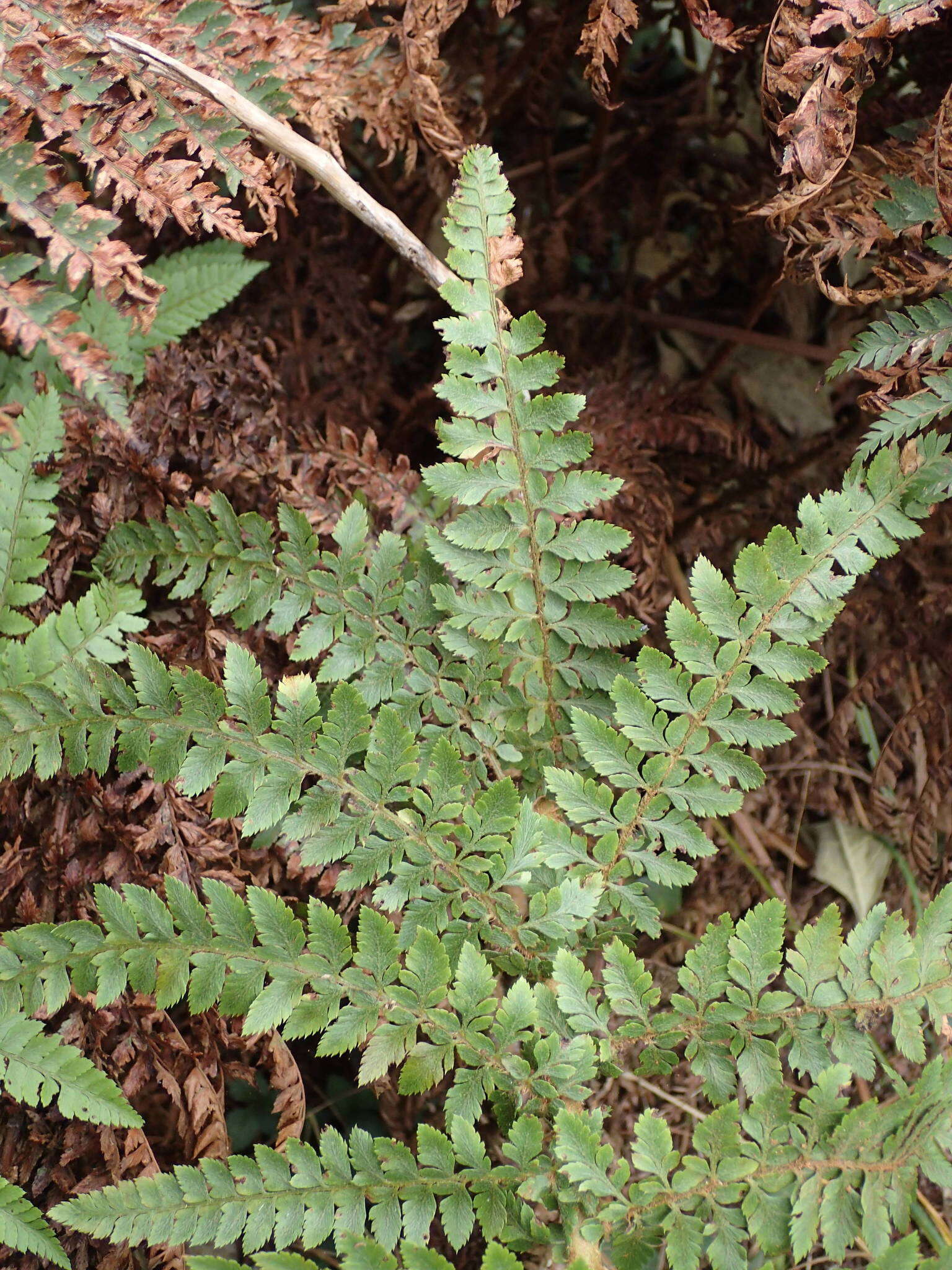 Imagem de Polystichum ammifolium (Desv.) C. Chr.