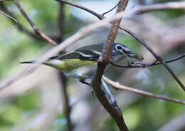 Image of Blue-headed Vireo