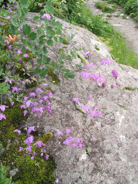 Image of Thalictrum reniforme Wall.