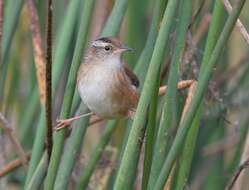 Image of Marsh Wren