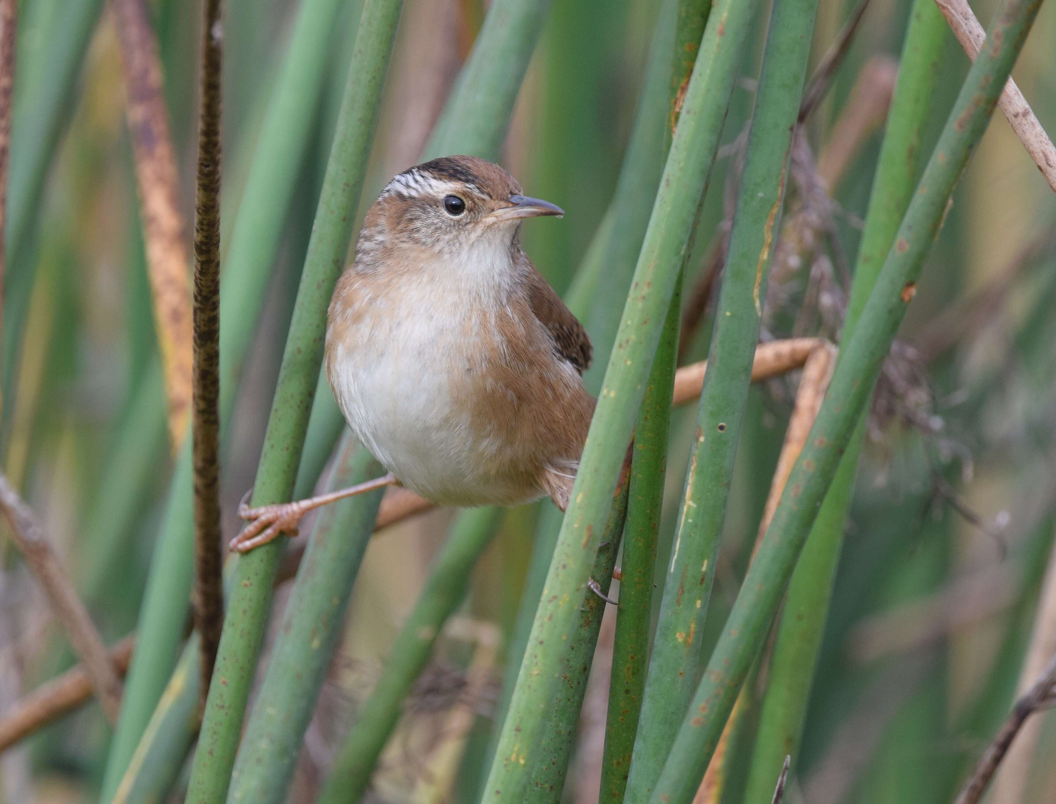 Image of Marsh Wren