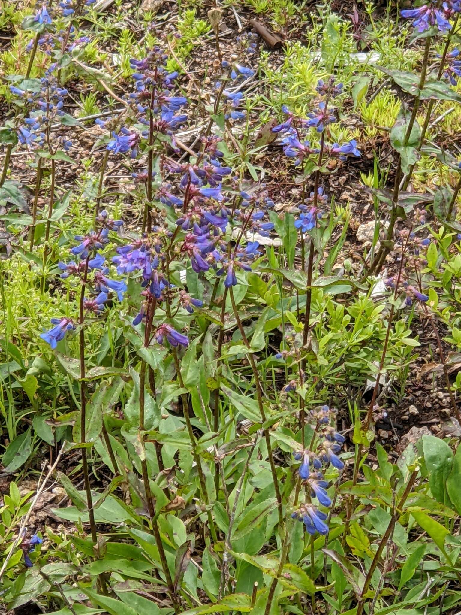 Plancia ëd Penstemon wilcoxii Rydb.