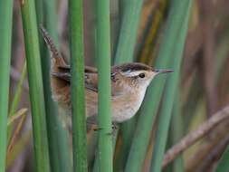 Image of Marsh Wren