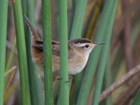 Image of Marsh Wren